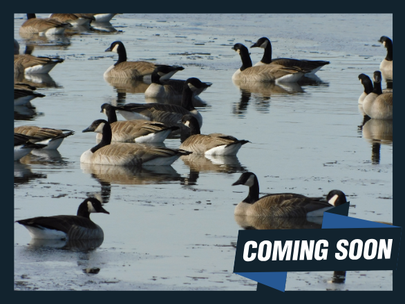 A flock of geese on a pond