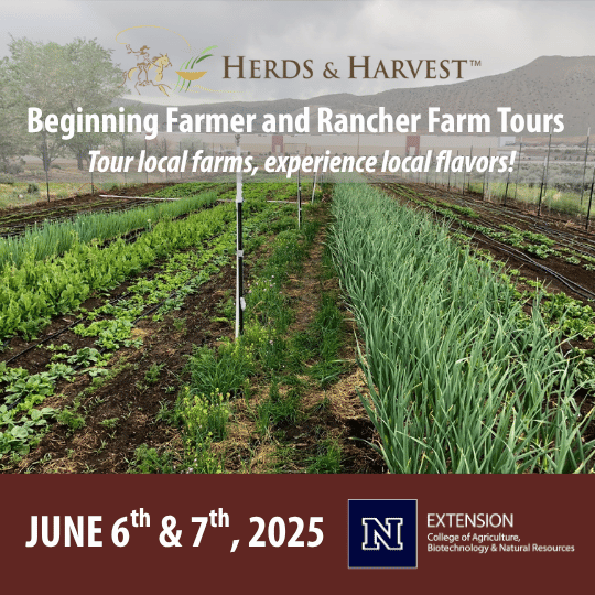 Picture of cattle with text that reads "HERDS & HARVEST™ Beginning Farmer and Rancher Farm Tours JUNE 6* & 7th, 2025" Tour local farms, experience local flavors