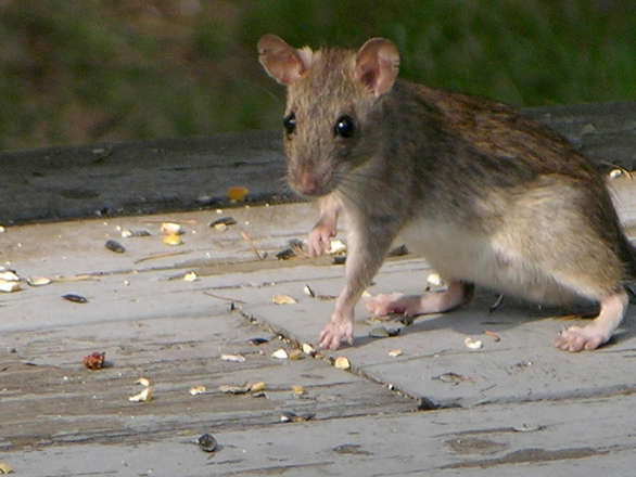 Root rat eating bird seed on the ground.