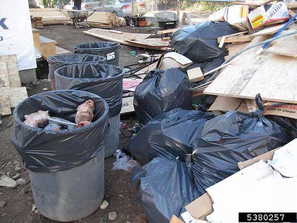 Trash and debris makes perfect rat habitat.