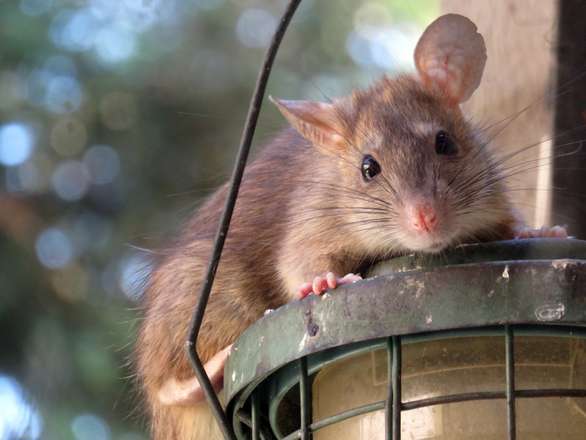 roof rat on bird feede