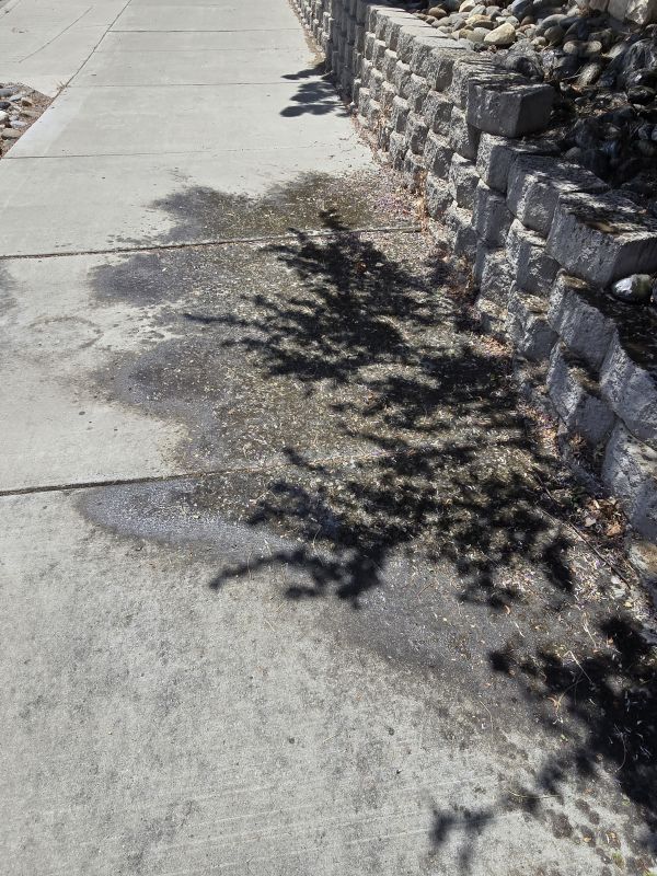 Honeydew stains on a sidewalk under a tree infested with Kuno scale.