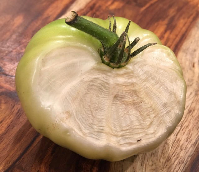 White and greenish tomato with a side of it cut