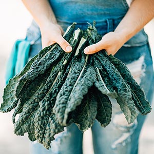 A person holding out an ample handful of kale leaves harvested.
