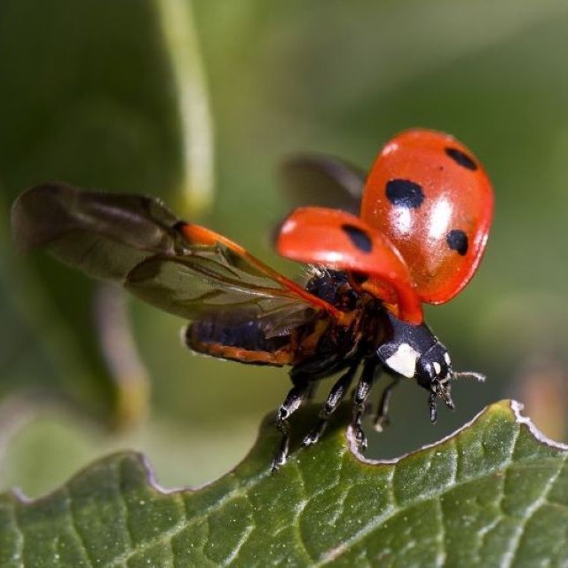 A ladybug on a leaf flexes its wings.