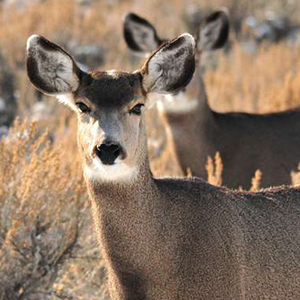 a deer on a cool morning looks straight into the camera