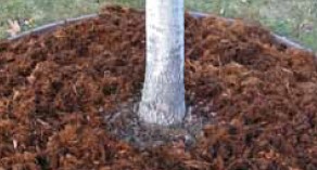 A tree with a large ring of mulch at the base