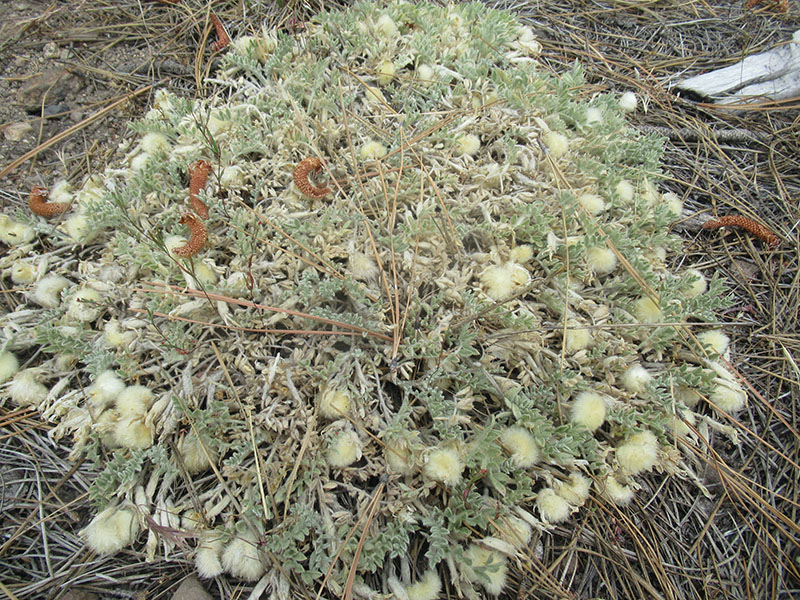 A person standing in front of a table outside at a park.