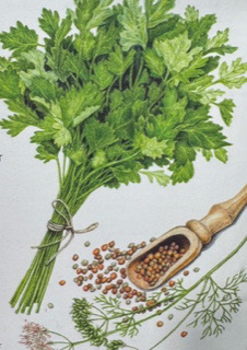 illustration of cilantro and seeds in a shovel