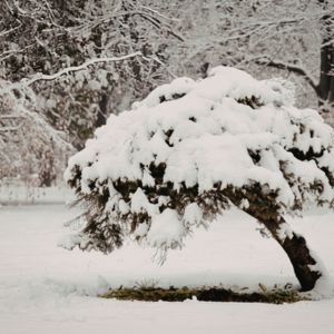 A large snow covered tree