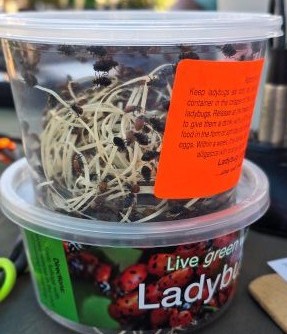 Two plastic containers of ladybugs at the store.