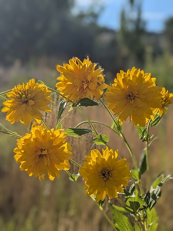 A group of yellow colored flowers and a field in the background.