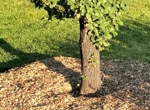  Un gran &aacute;rbol rodeado de c&eacute;sped.