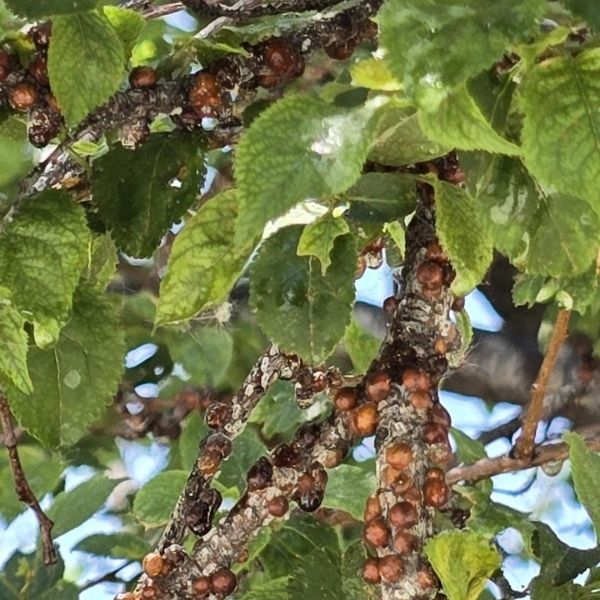 Kuno scale on plum tree