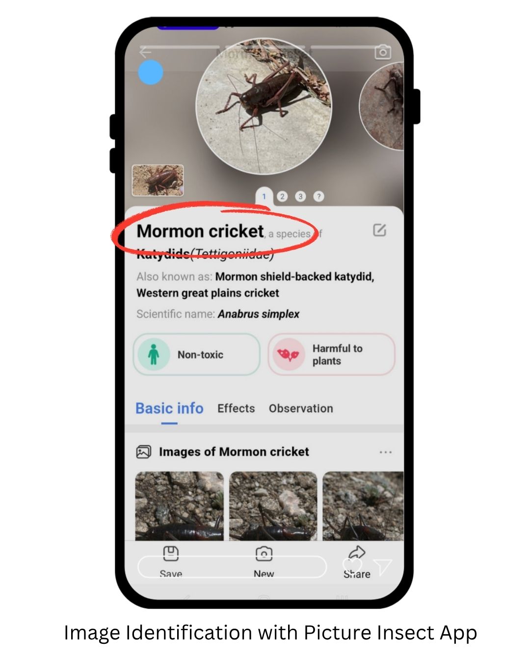 A phone screenshot of the Identify Insect app identifying a large grasshopper like insect as a Mormon Cricket