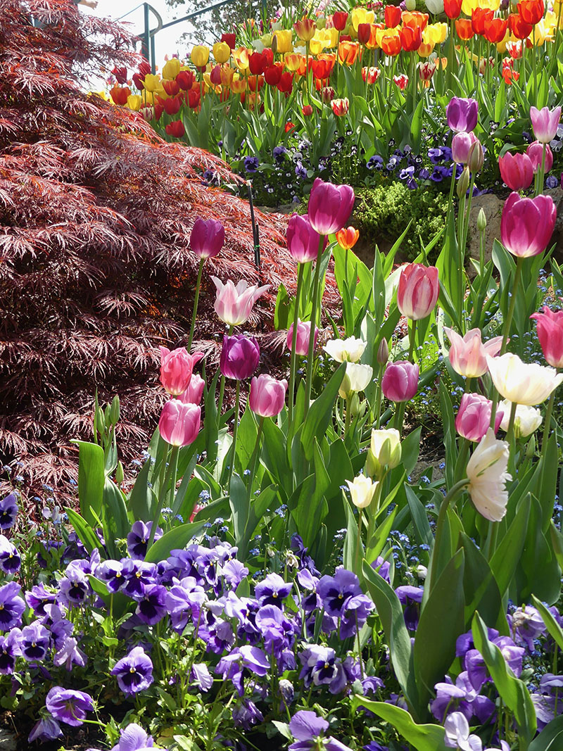 Pansy purple flowers in lower front and colorful tulips with pink, purple, yellow and red colors and red large plant on left side.
