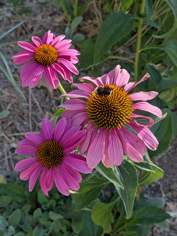 Bright pink and yellow flowers with a bee on one flower.