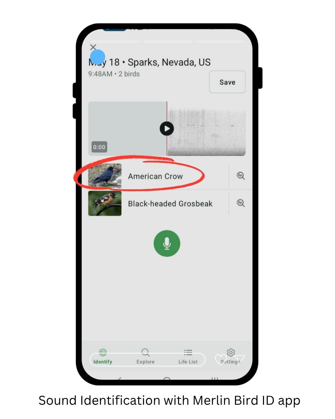 A phone screenshot of the Merlin Bird ID app identifying an American Crow by a sound recording