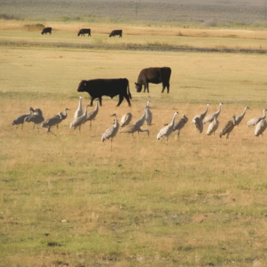 Cattle and birds grazing in an open field.