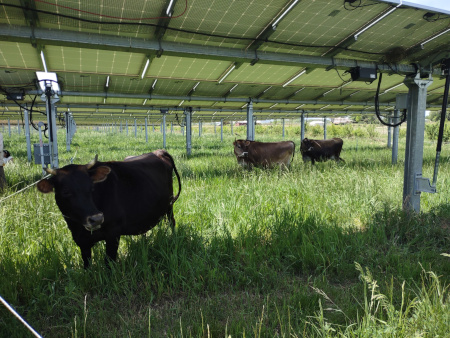 Cattle graze on forage under a solar installation