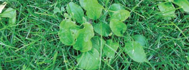 A close up image of the weed Broadleaf Plantain
