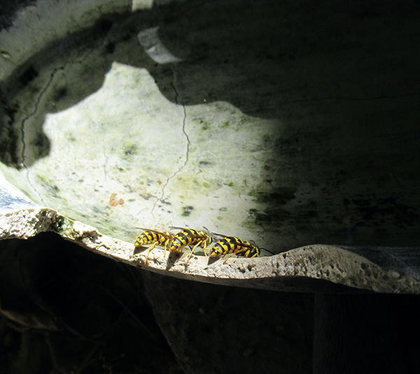 Three wasps on a gray bowl with water