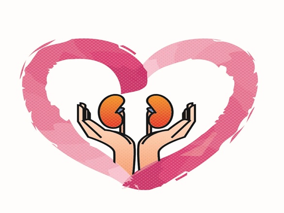 Support your kidneys clipart