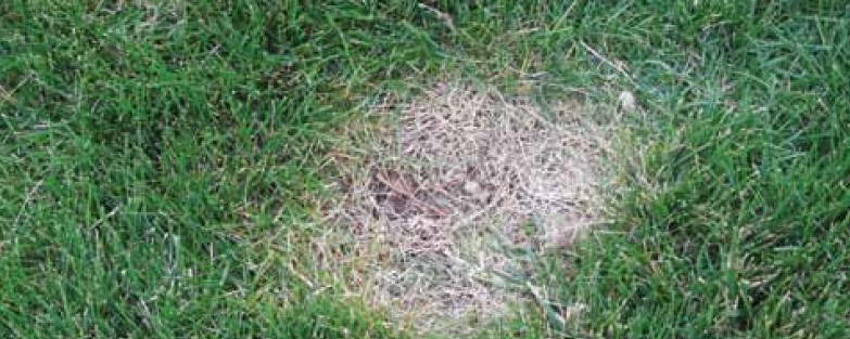 A green lawn with a large dead, brown spot.