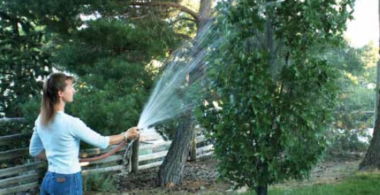 A woman uses a strong jet of water to spray pests off of a fruit tree.
