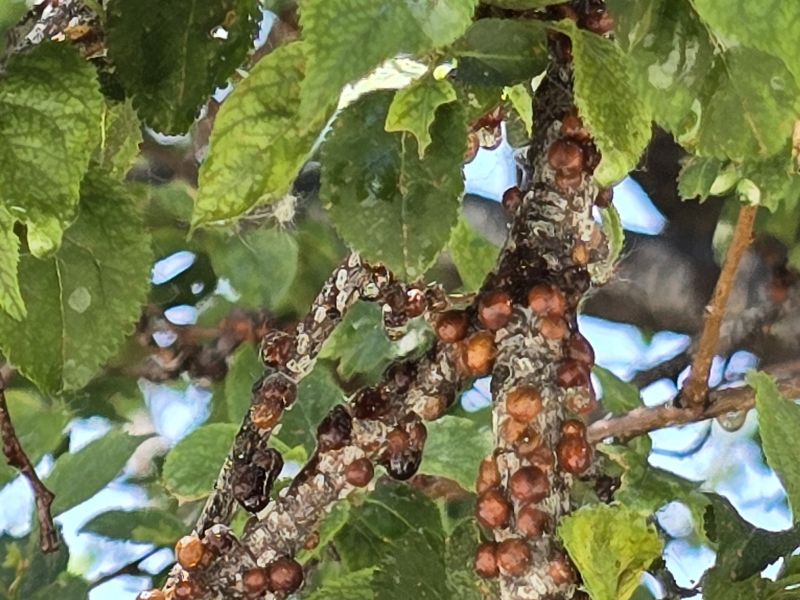 Kuno scales cover large portions of a fruit tree branch.