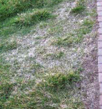 A brown spot caused by poor watering.