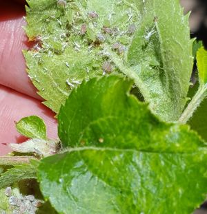 The underside of an apple leaf covered in aphids