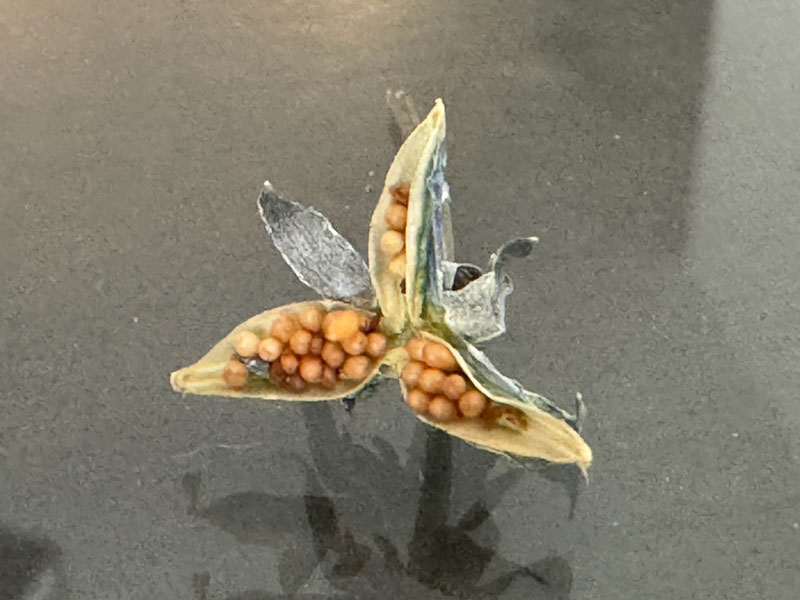 A jar of water with seeds and silver spoons in a jar.