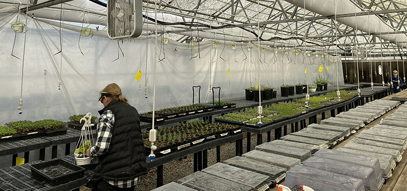 bowls and boxes of small red and yellow tomatoes.