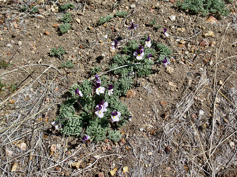 ADD ATL TEXT...Cardboard boxes with small red tomatoes.