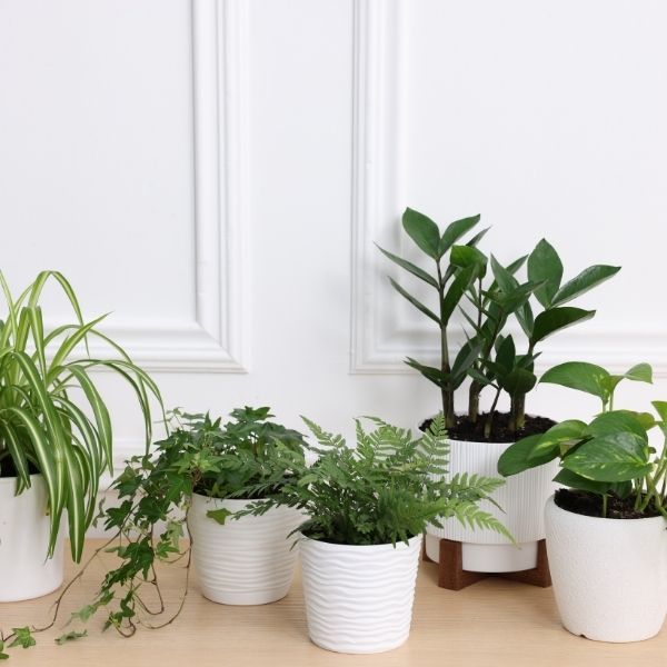 Houseplants