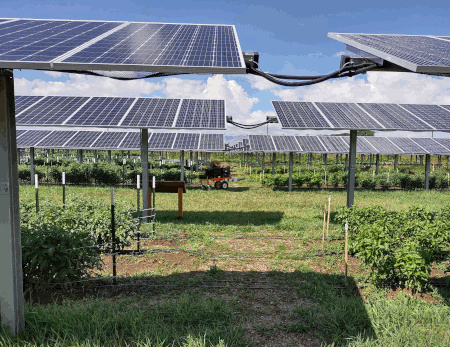 An agrivoltaics system with solar and crops