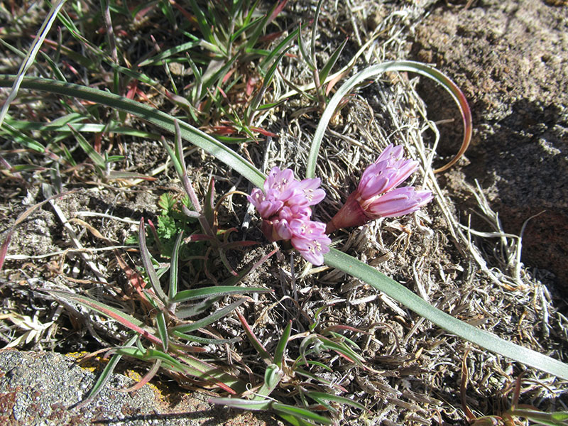 A field of garden rows and trees outside