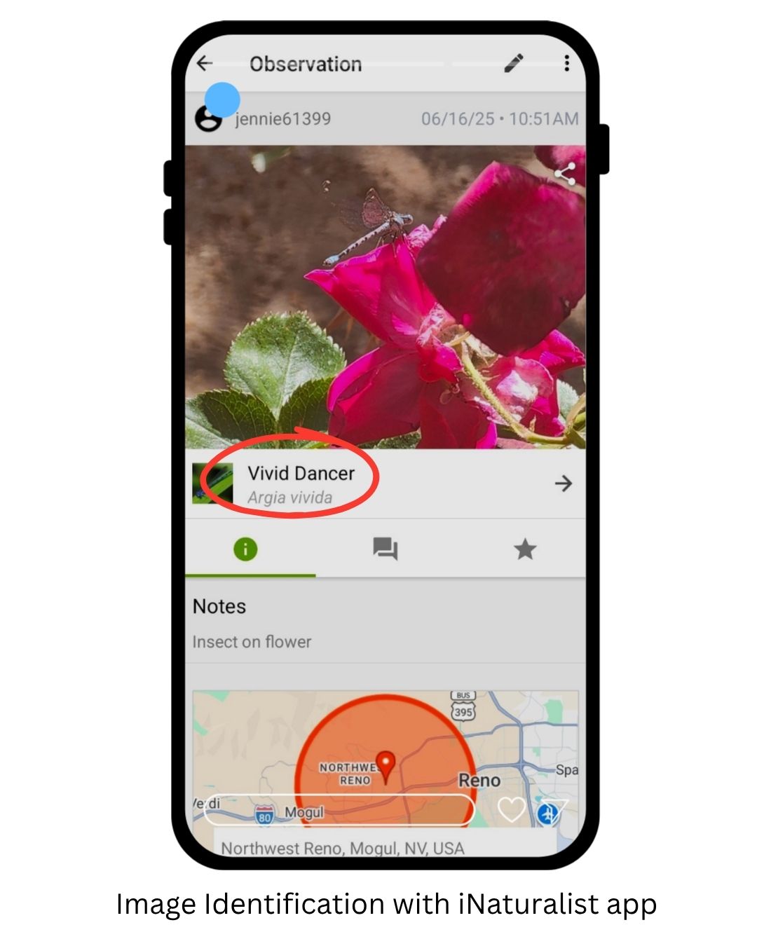 A phone screenshot of the iNaturalist app identifying a dragonfly like insect as a Vivid Dancer