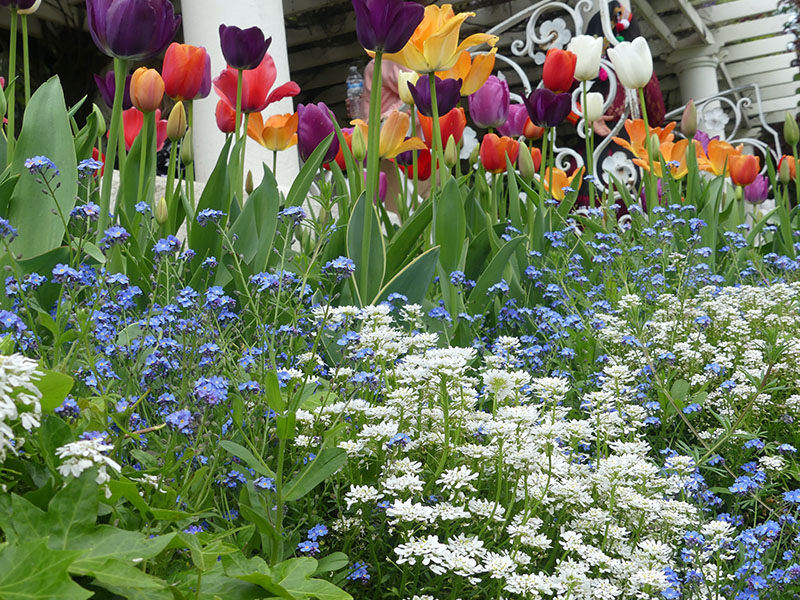 red, purple, yellow and orange tulips. Small purple and white flowers within green plants.