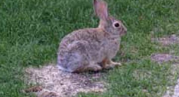 A cottontail rabbit eating grass on a lawn.