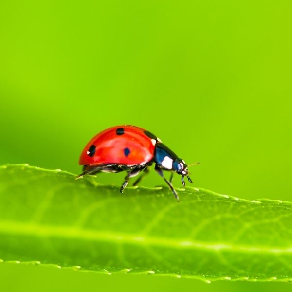 Lady bug on a leaf
