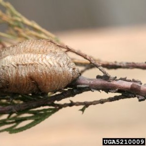 a papery brown mantis egg sack on a pine tree branch