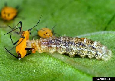 A small syrphid larvae eating aphids on a leaf.