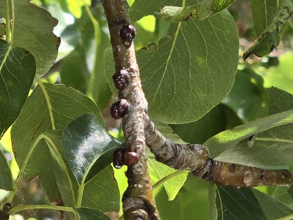 Kuno scales on a branch of a tree.