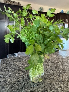 bunch of cilantro in a water bottle