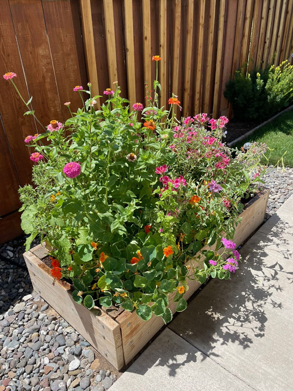 tall green plant with blue plastic covering.