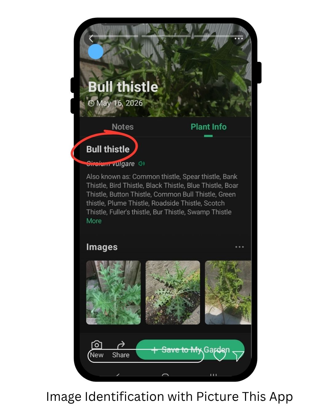 A phone screenshot of the Identify This app identifying a large spikey plant as Bull Thistle