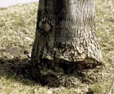 A heavily damaged old tree trunk.