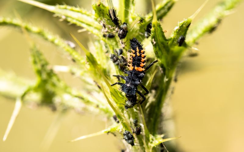 Ladybug larvae eating aphids.